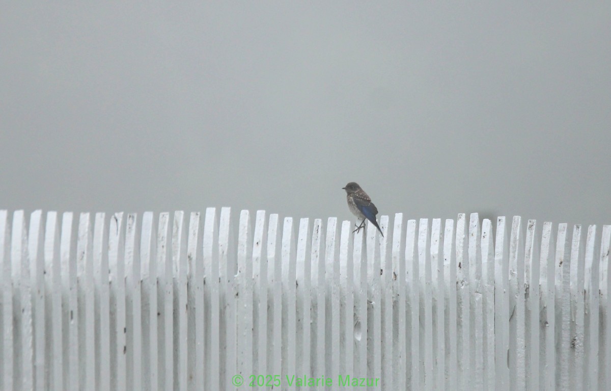 Eastern Bluebird - ML641950289
