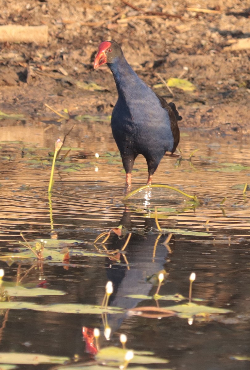 Australasian Swamphen - ML641950293