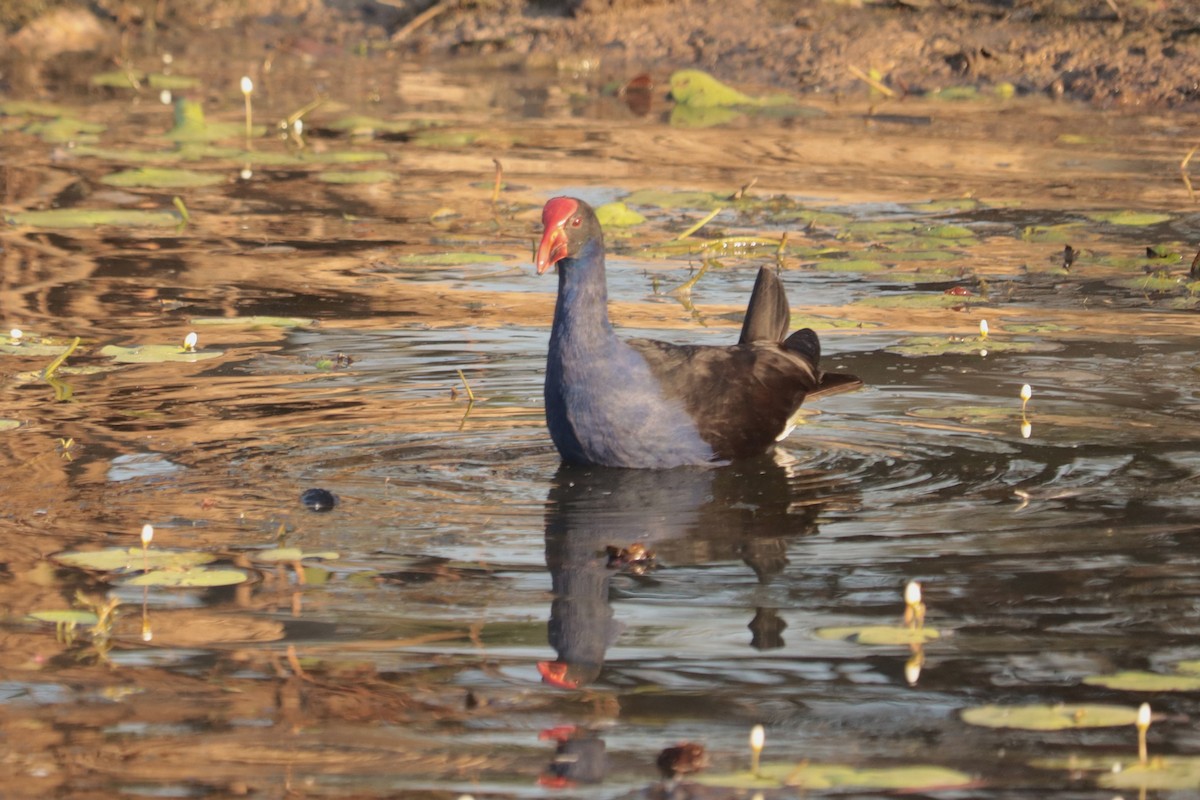 Australasian Swamphen - ML641950294