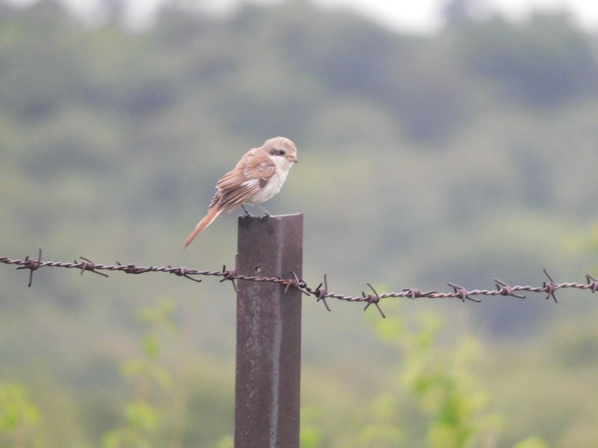Bay-backed Shrike - ML641950298
