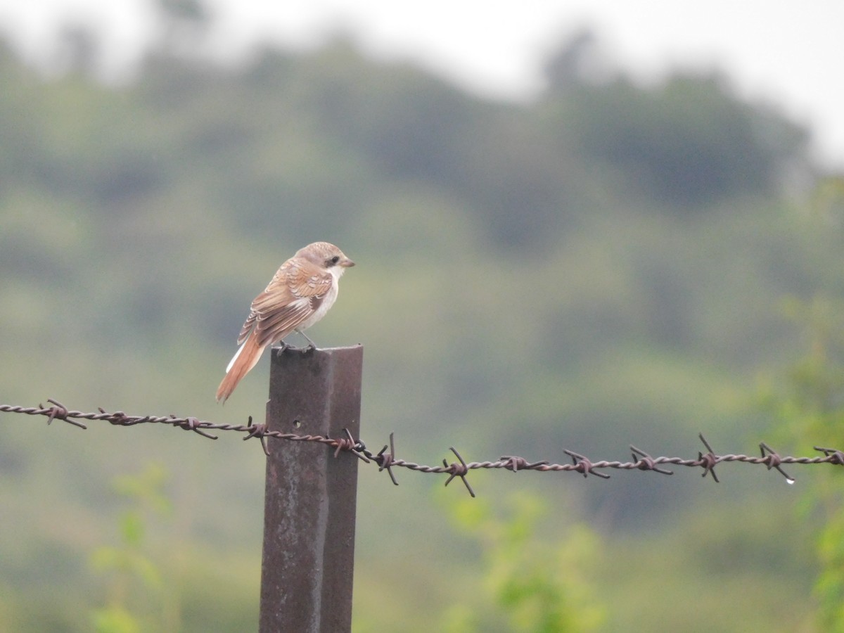 Bay-backed Shrike - ML641950300