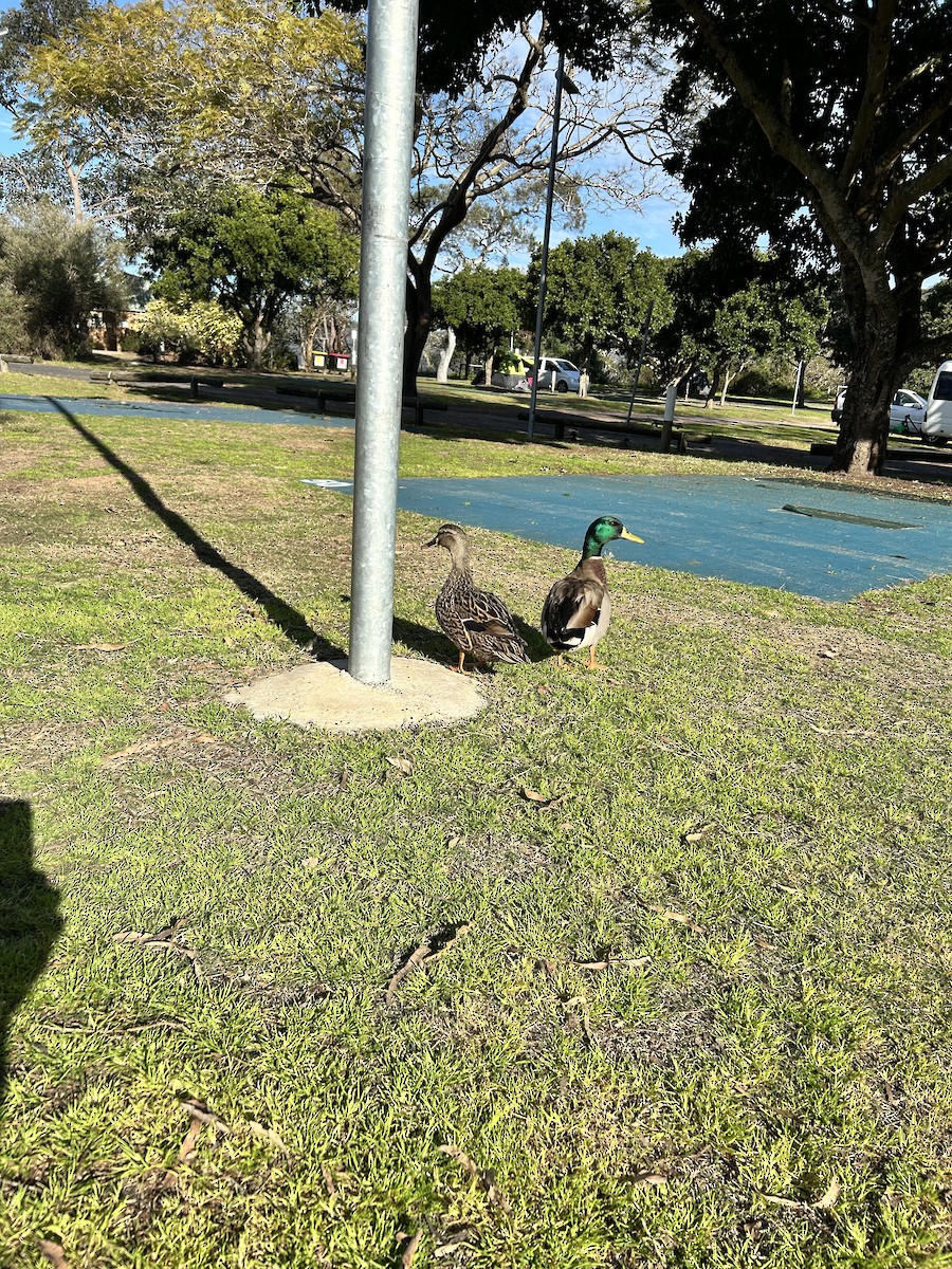 Mallard x Pacific Black Duck (hybrid) - ML641950325