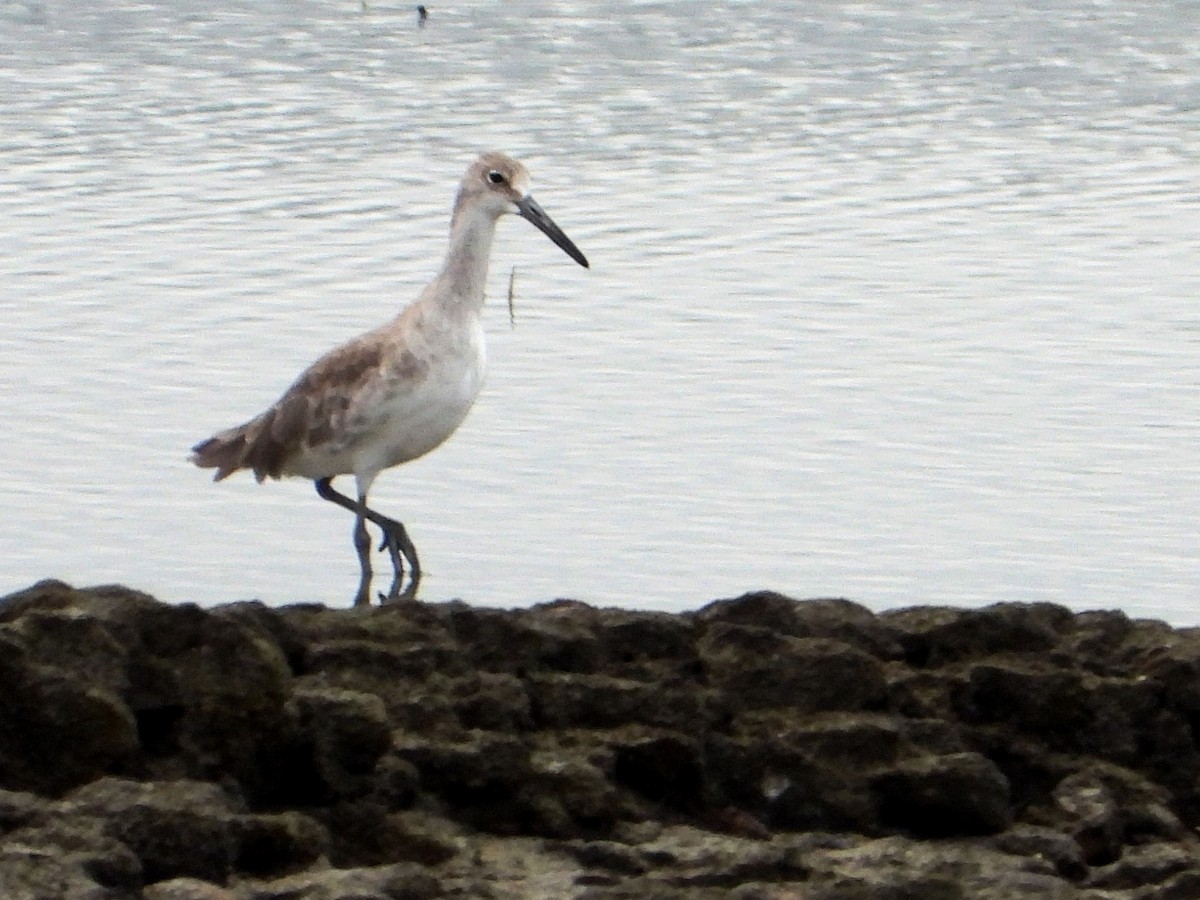 Willet - ML641950327