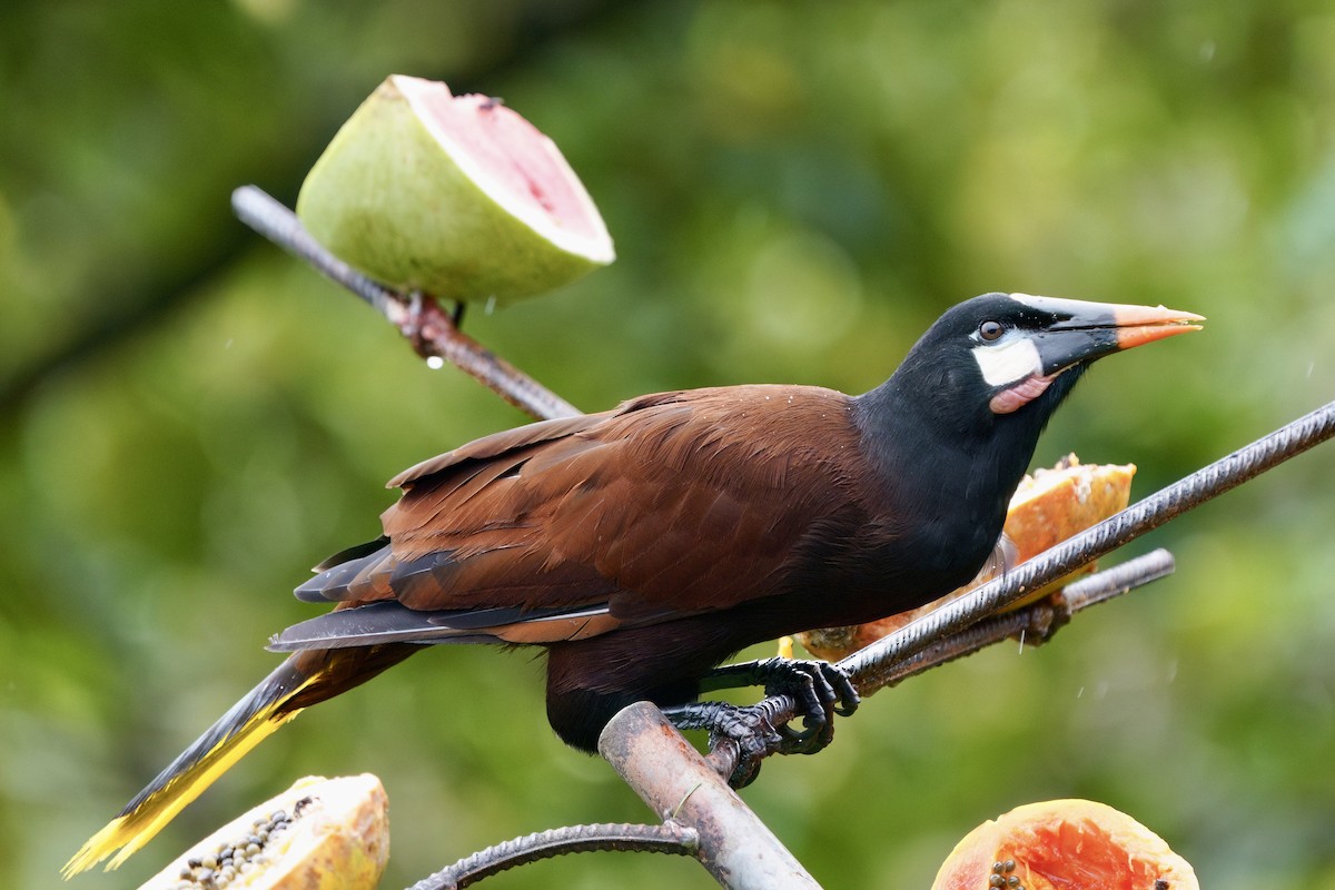 Montezuma Oropendola - ML641950357