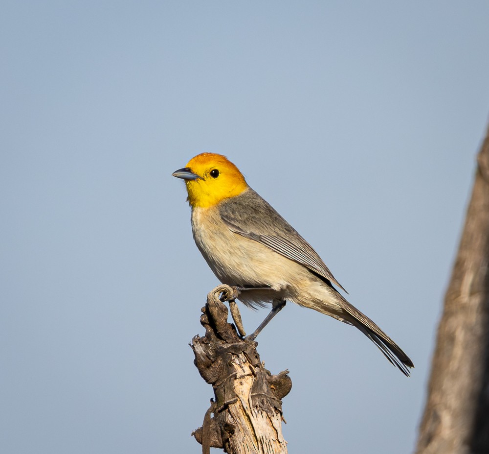 Orange-headed Tanager - ML641950365