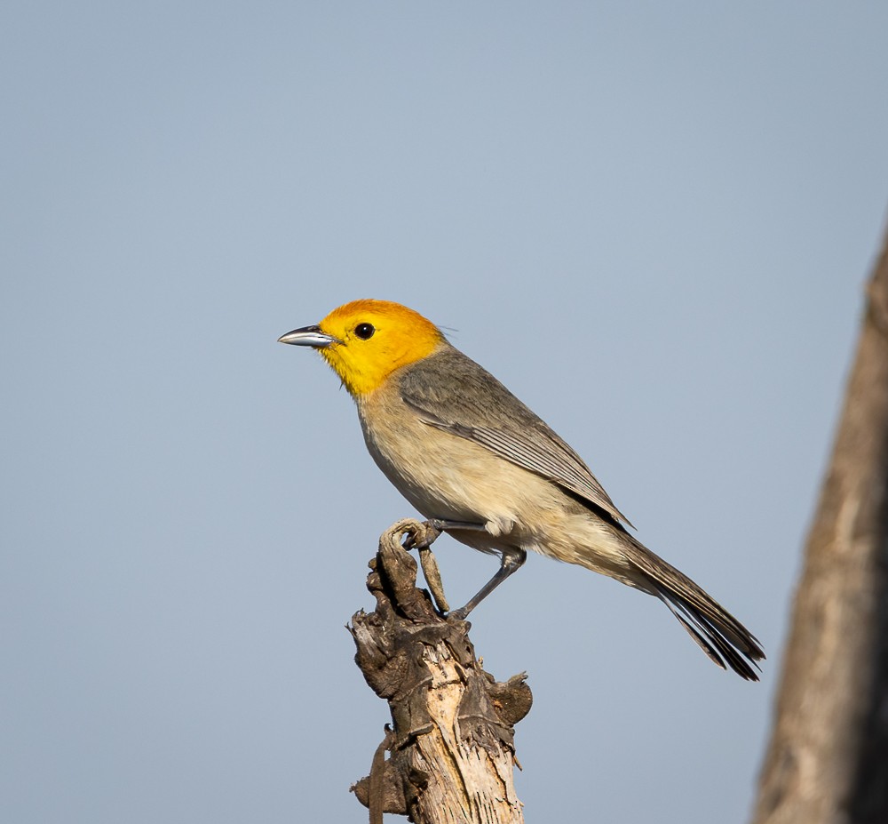 Orange-headed Tanager - ML641950366