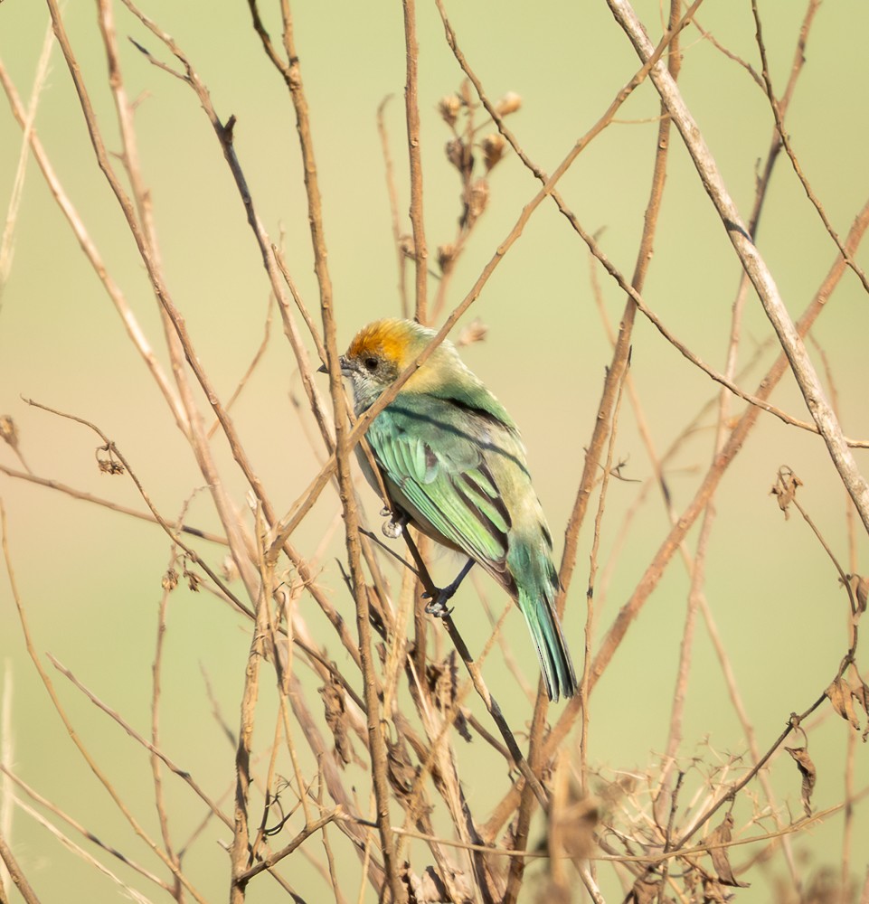 Burnished-buff Tanager - ML641950371