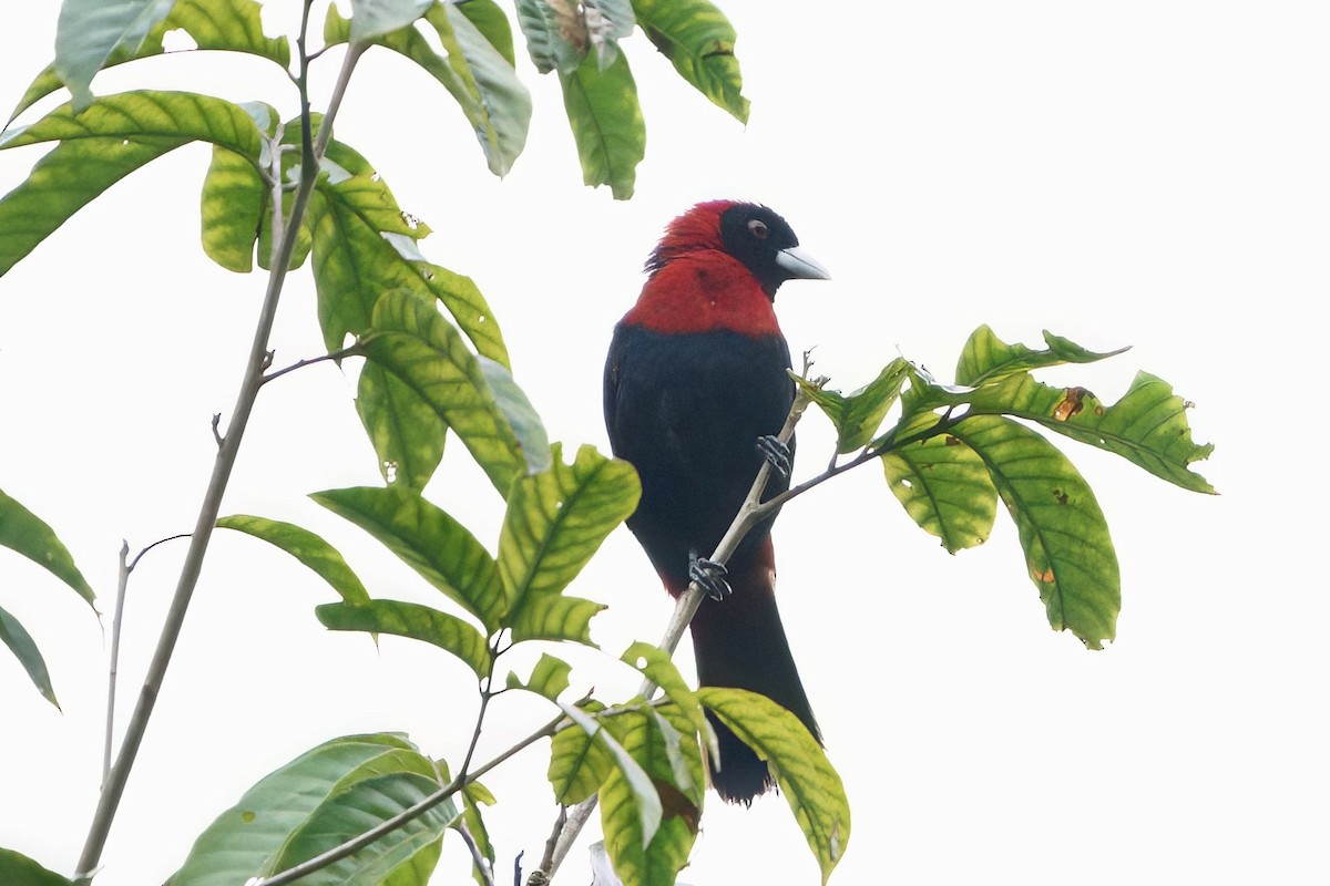 Crimson-collared Tanager - ML641950383