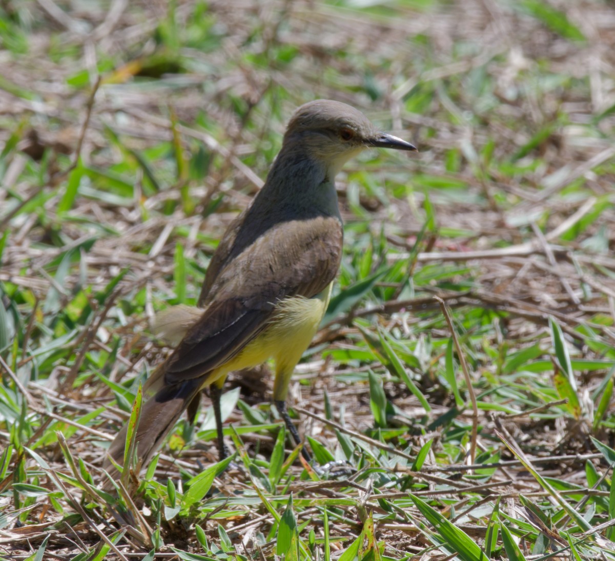 kvegtyrann - ML641950386