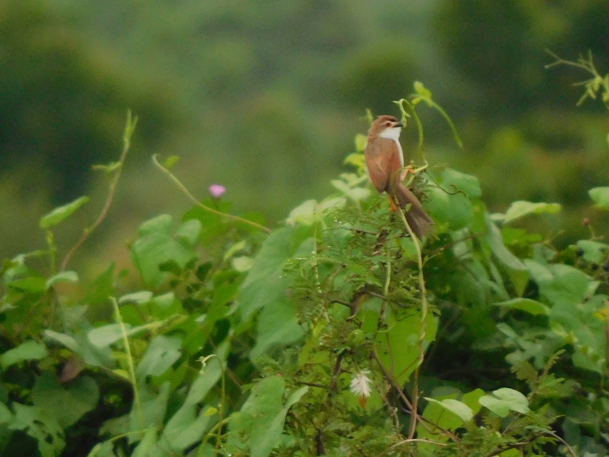 Yellow-eyed Babbler - ML641950394