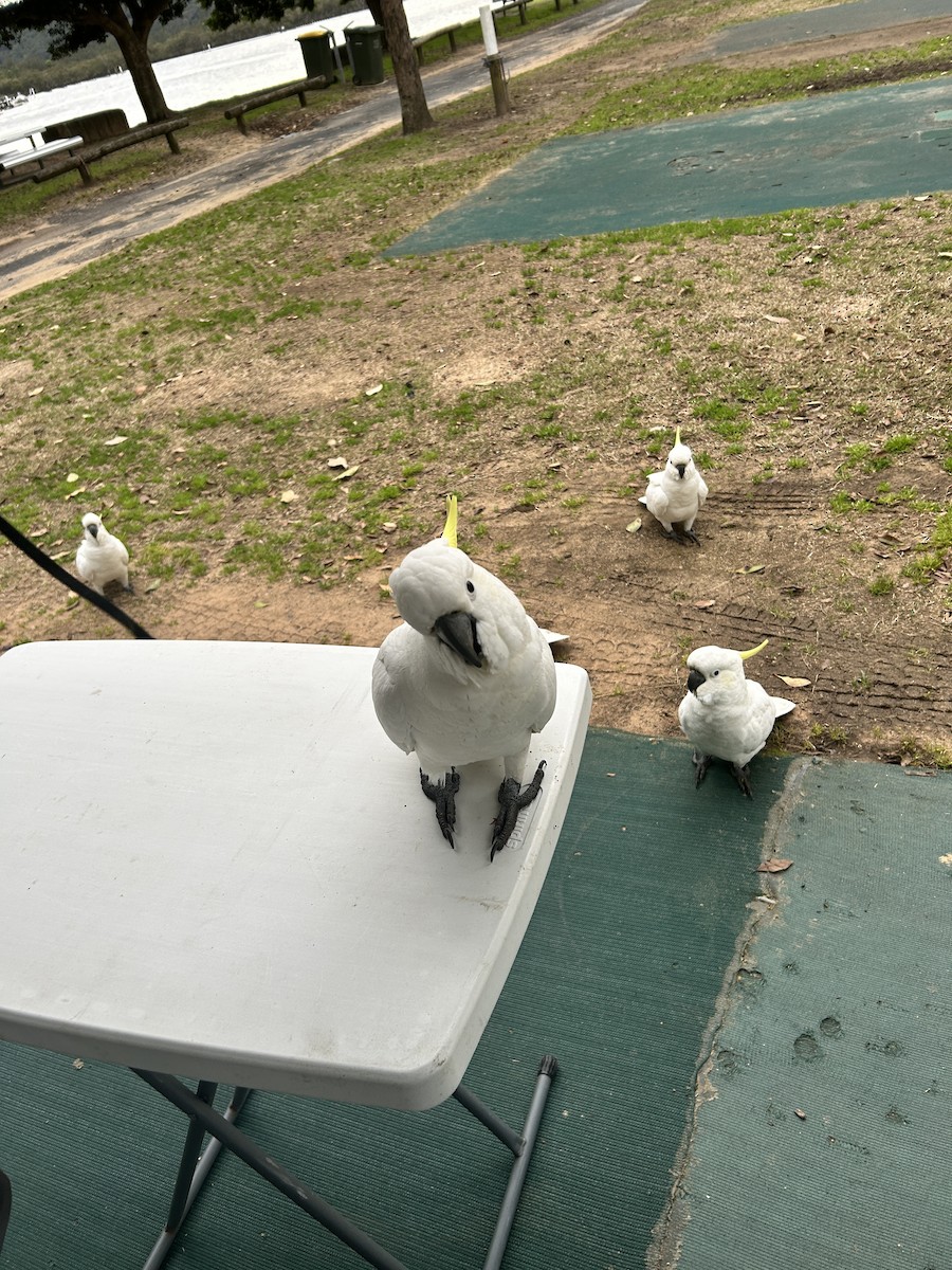 Sulphur-crested Cockatoo - ML641950395