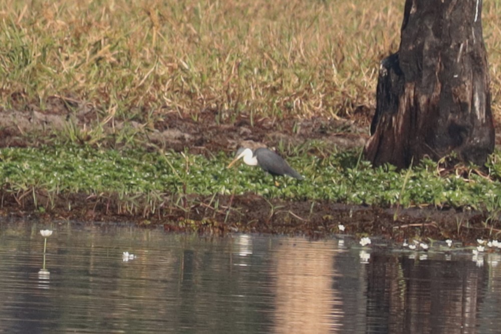 Pied Heron - ML641950399