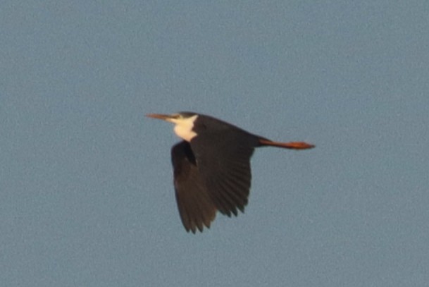 Pied Heron - ML641950400