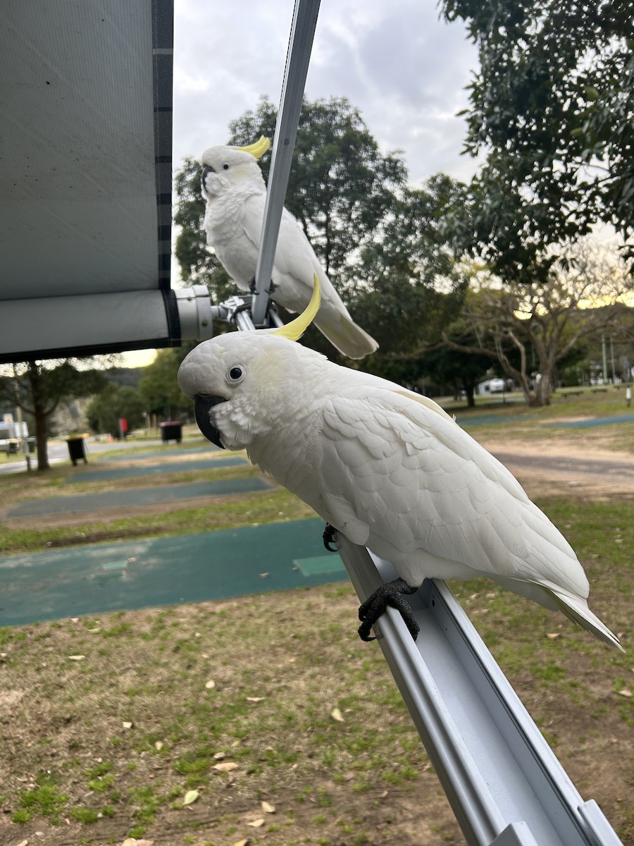 Sulphur-crested Cockatoo - ML641950405