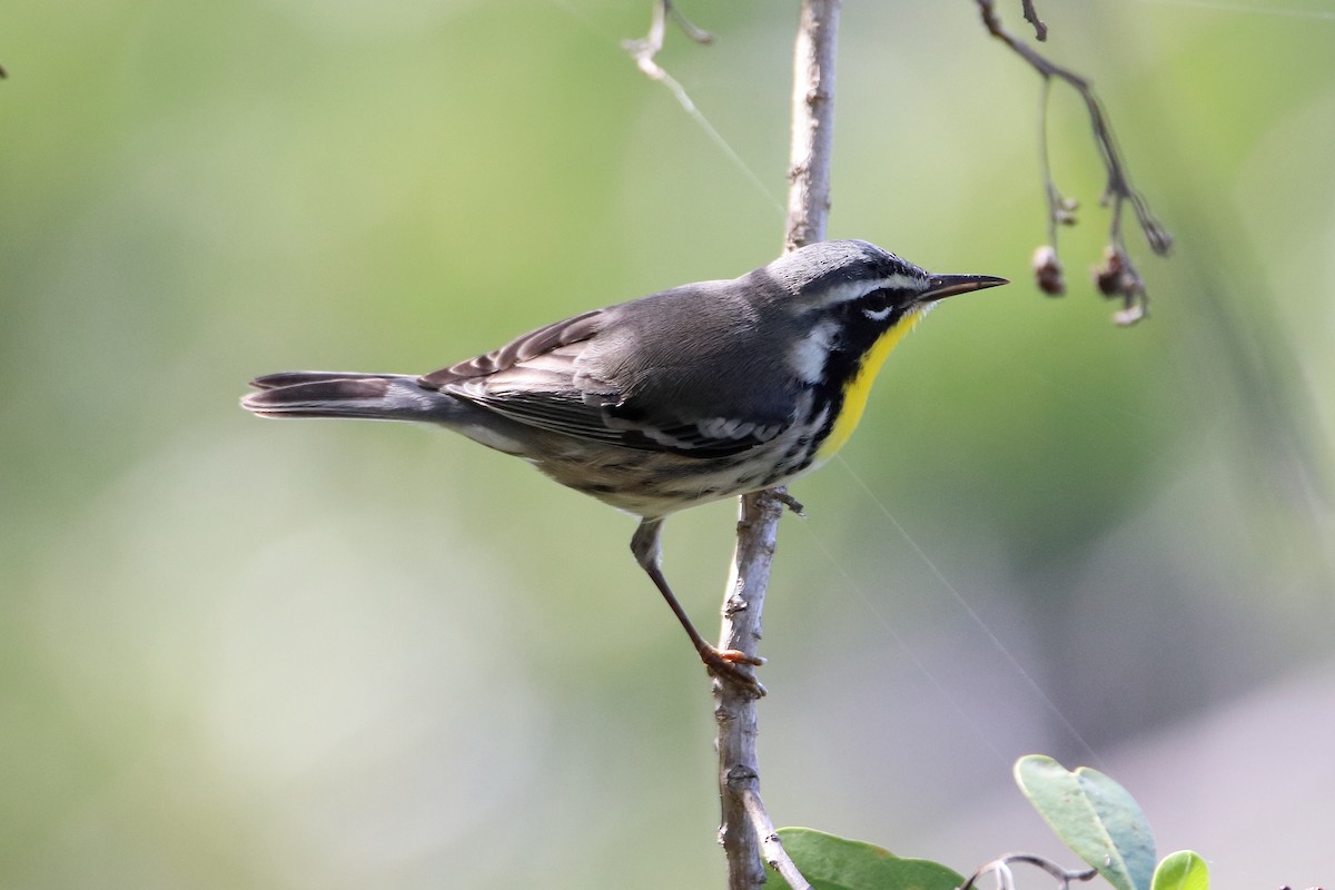 Yellow-throated Warbler - ML641950441