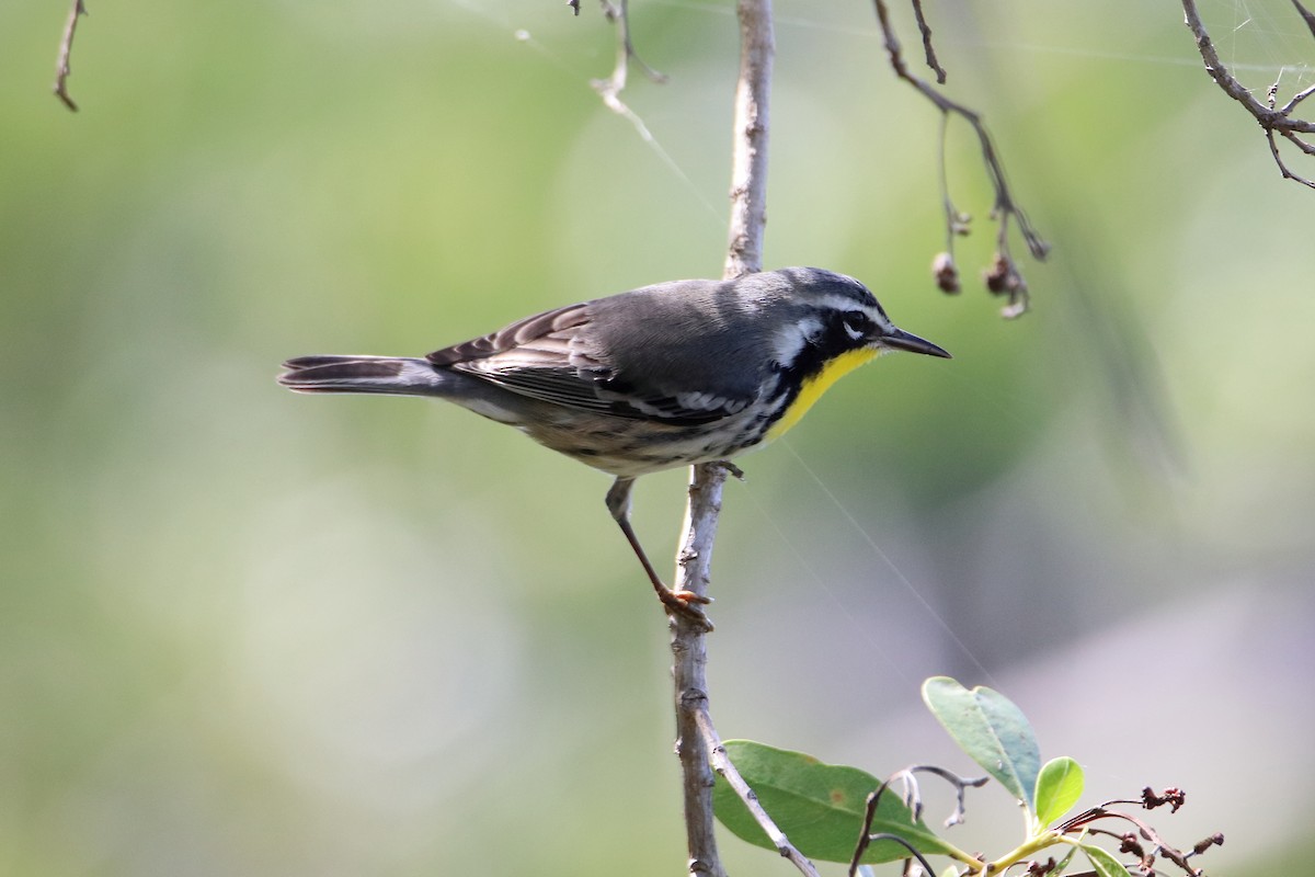 Yellow-throated Warbler - ML641950444
