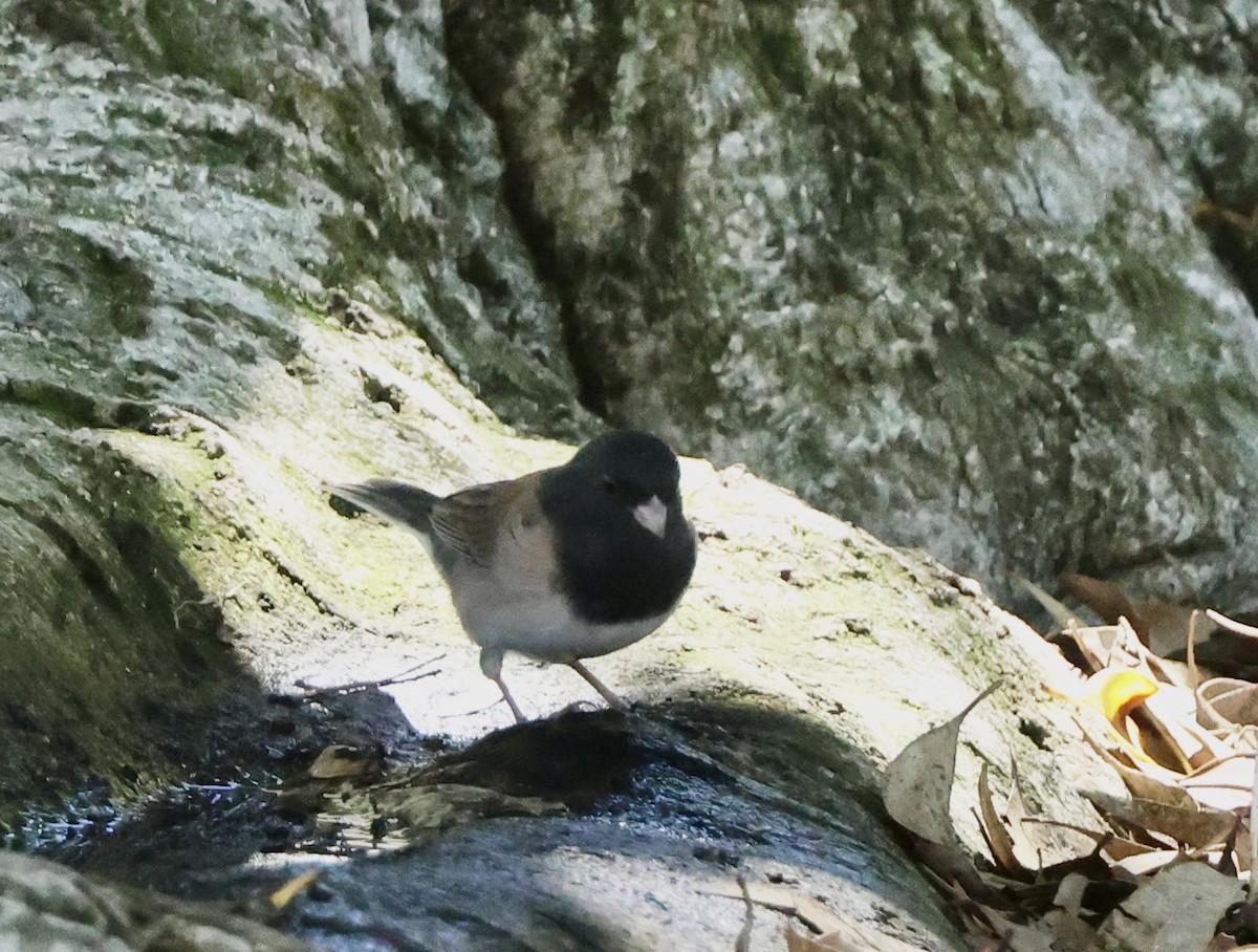 Dark-eyed Junco - ML641950446