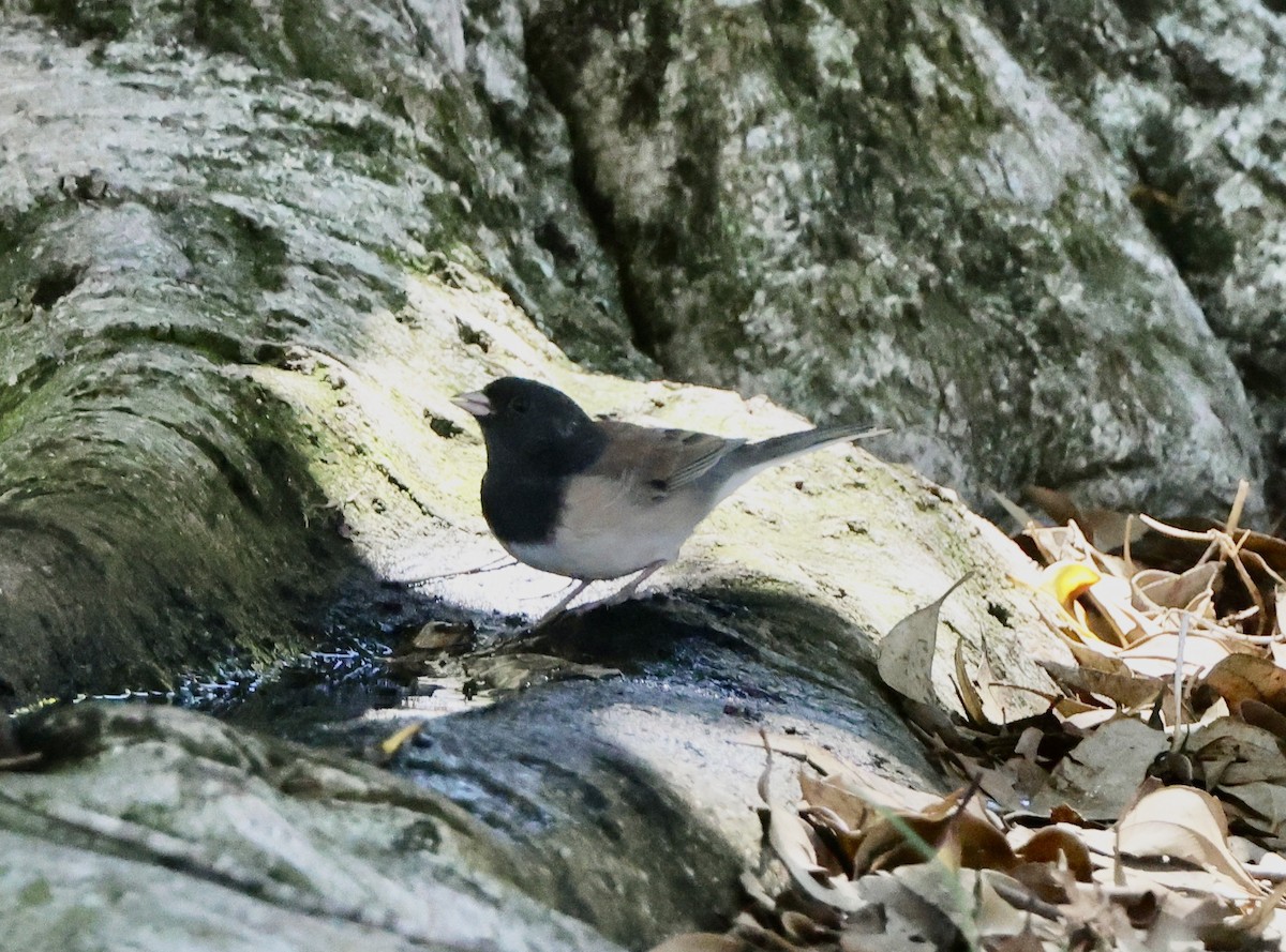 Dark-eyed Junco - ML641950447
