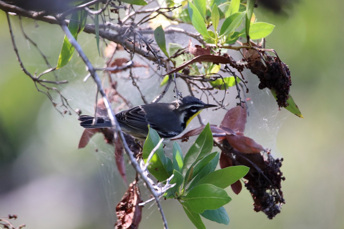 Yellow-throated Warbler - ML641950459