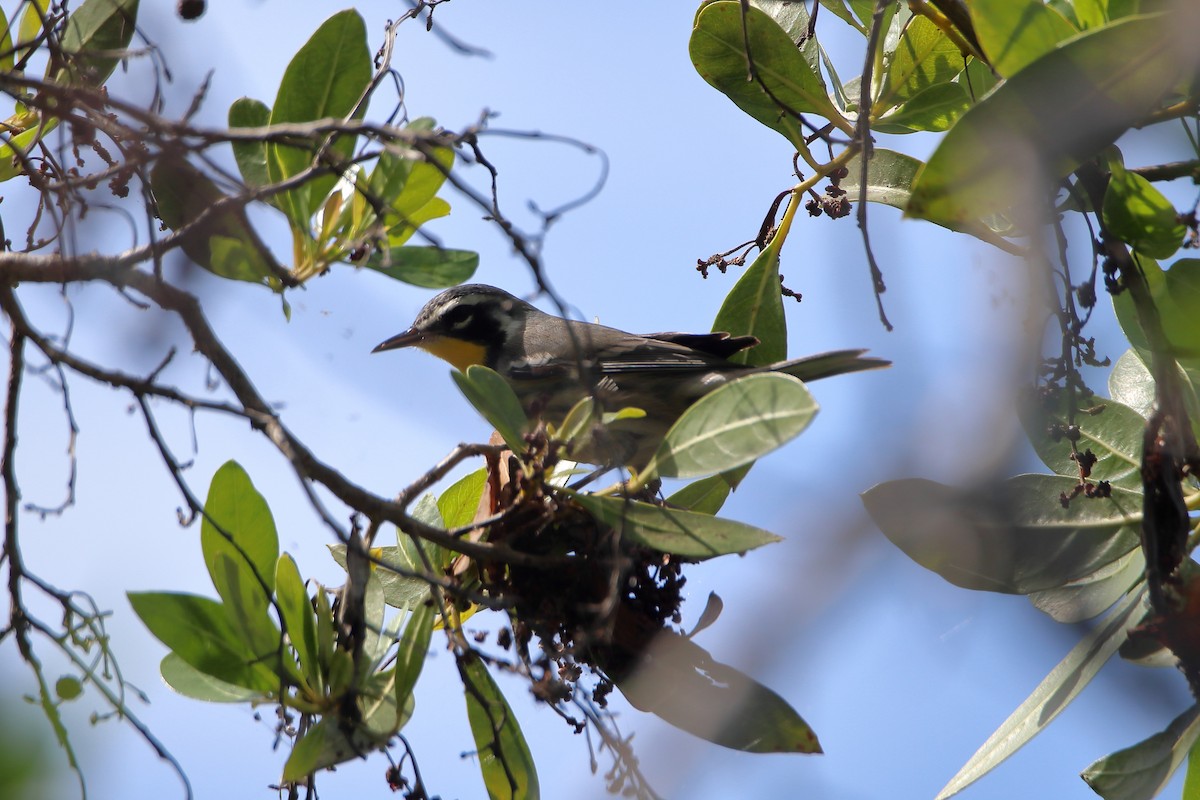 Yellow-throated Warbler - ML641950476