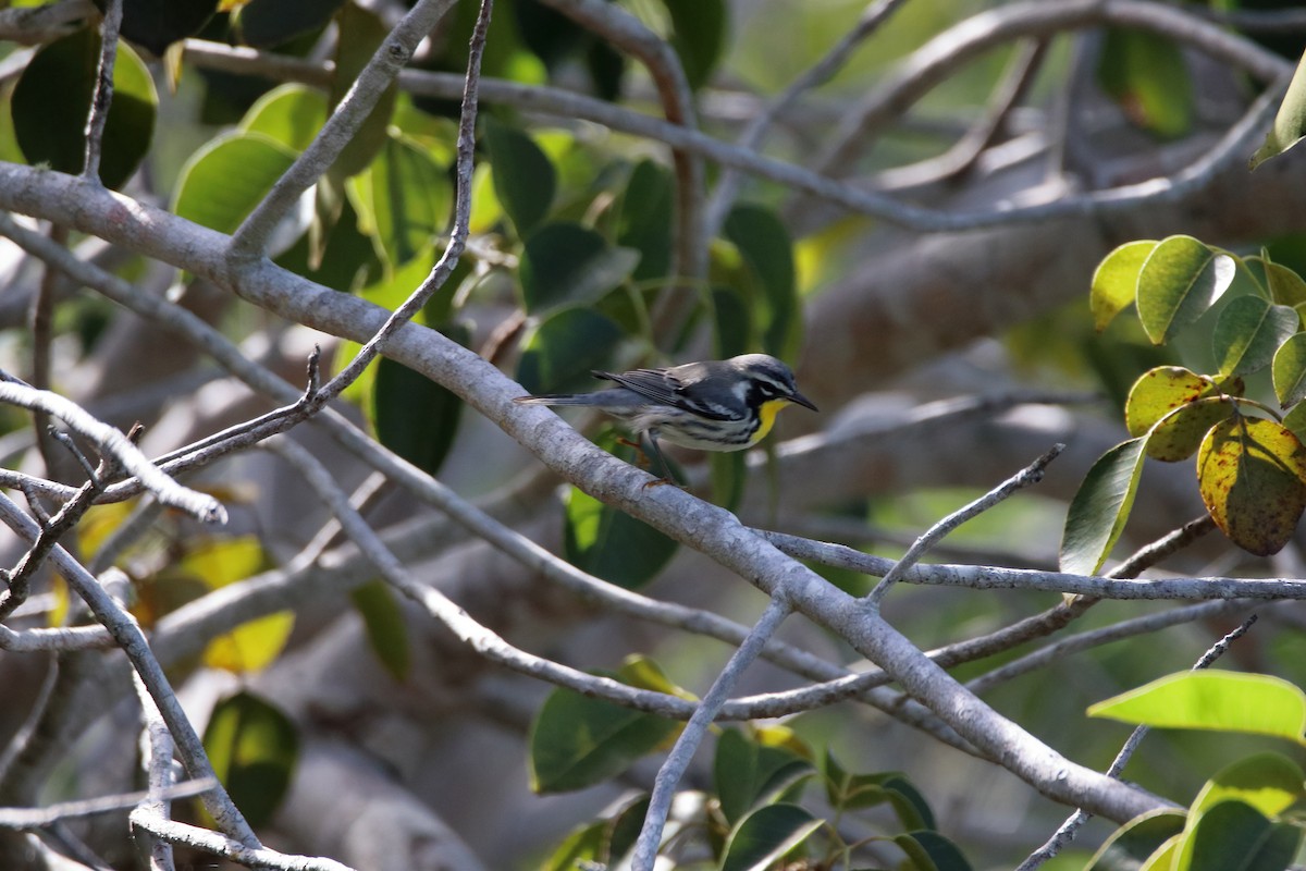 Yellow-throated Warbler - ML641950480