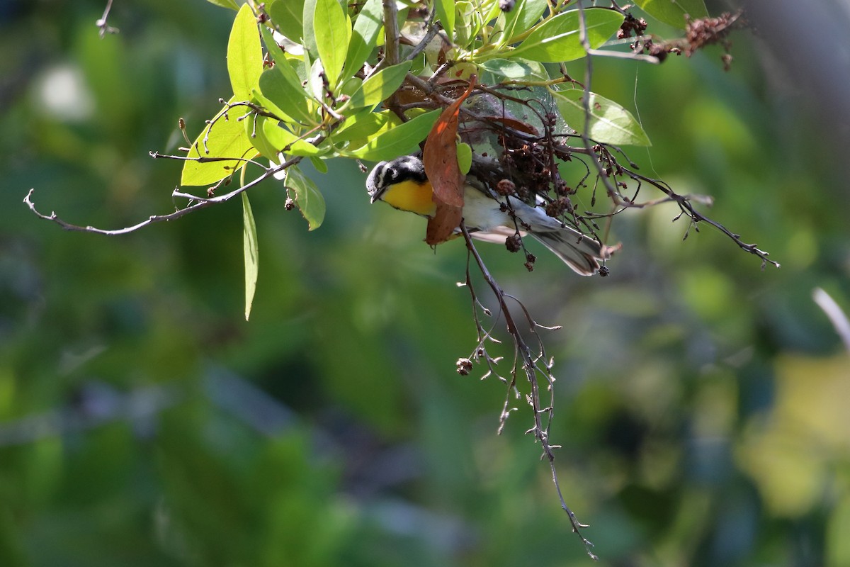 Yellow-throated Warbler - ML641950482