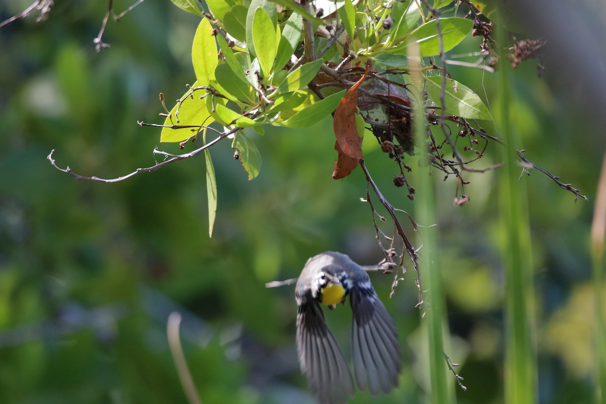 Yellow-throated Warbler - ML641950483