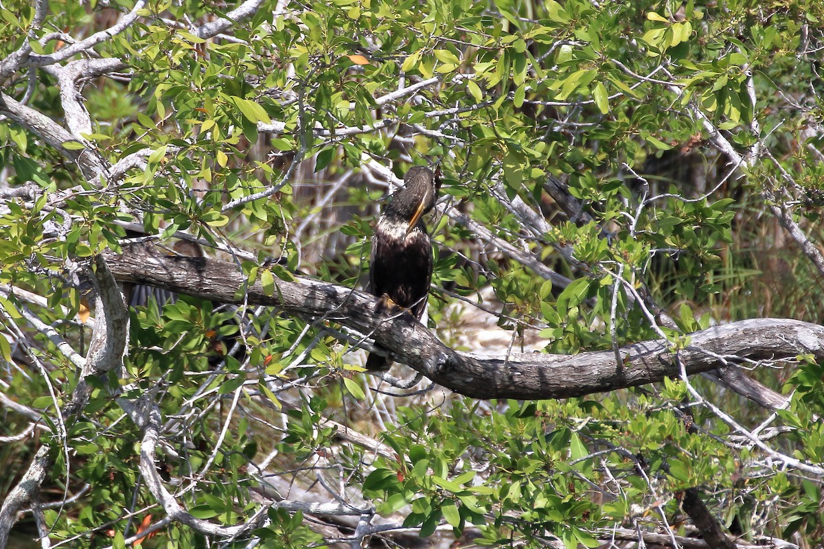 Anhinga - ML641950487