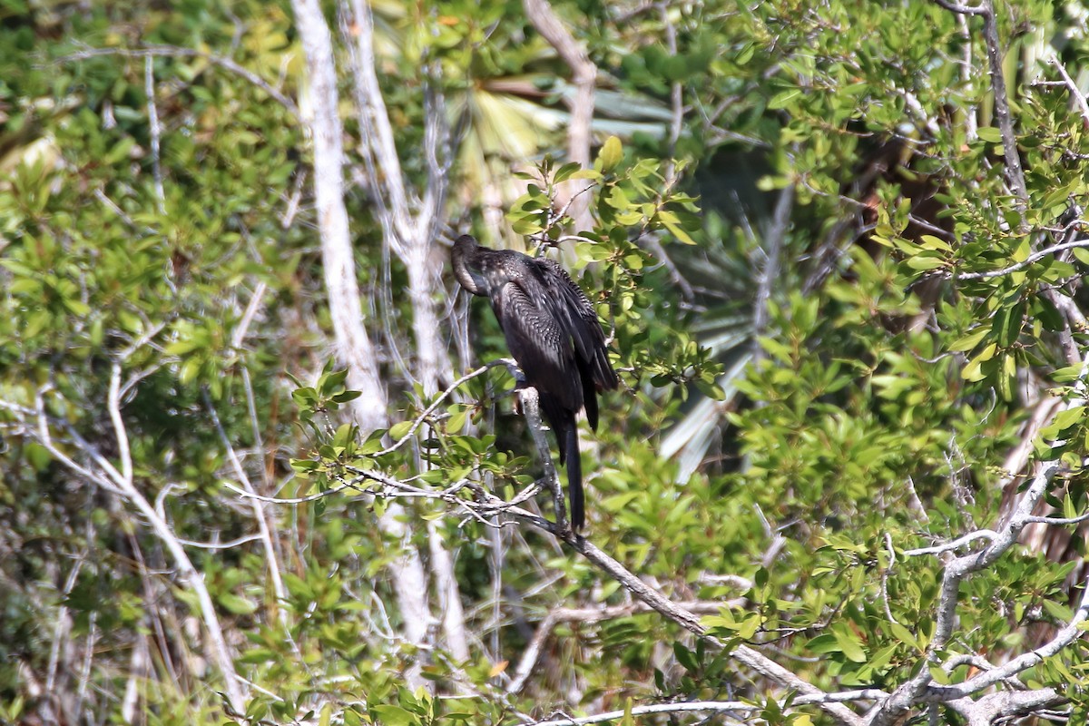 Anhinga - ML641950489