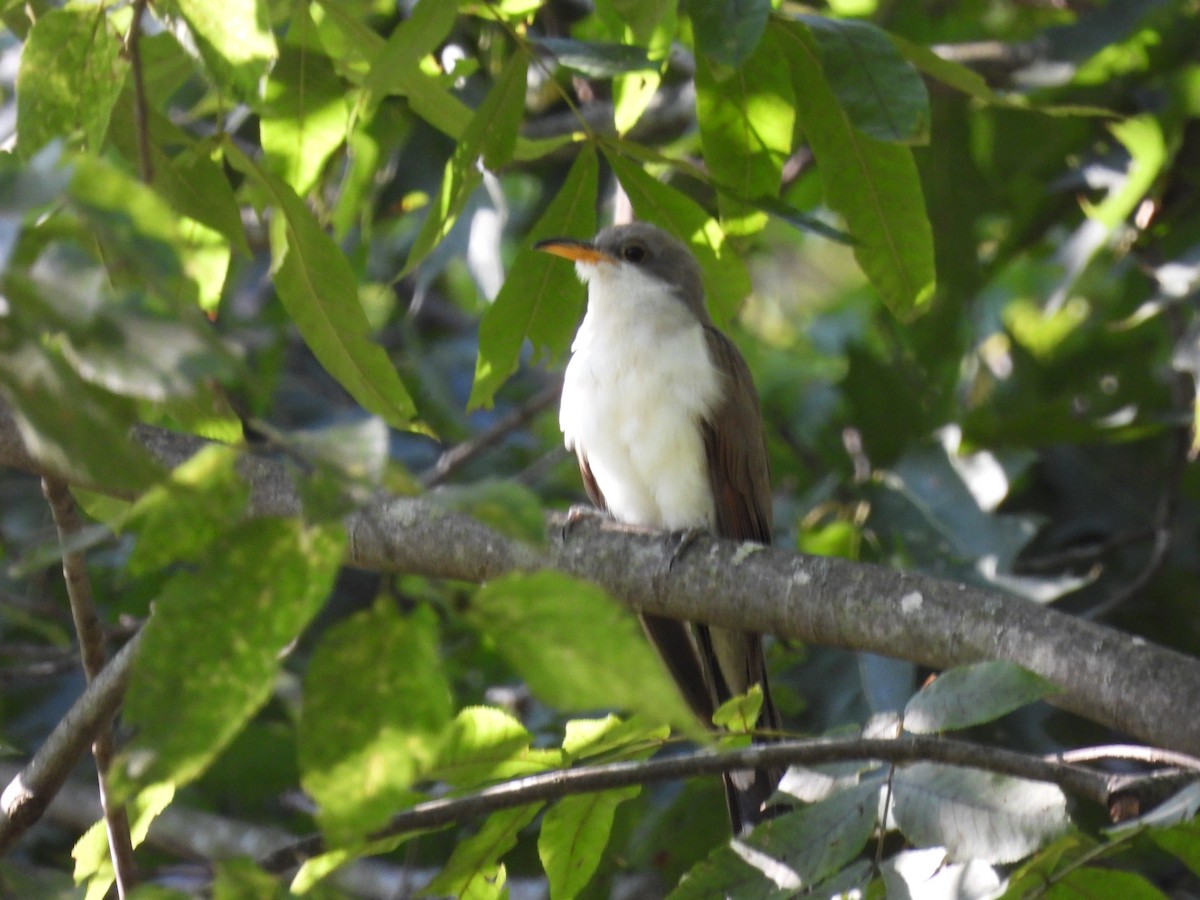 Yellow-billed Cuckoo - ML641950499