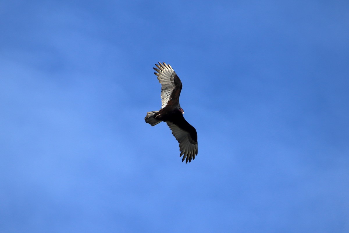 Turkey Vulture - ML641950500