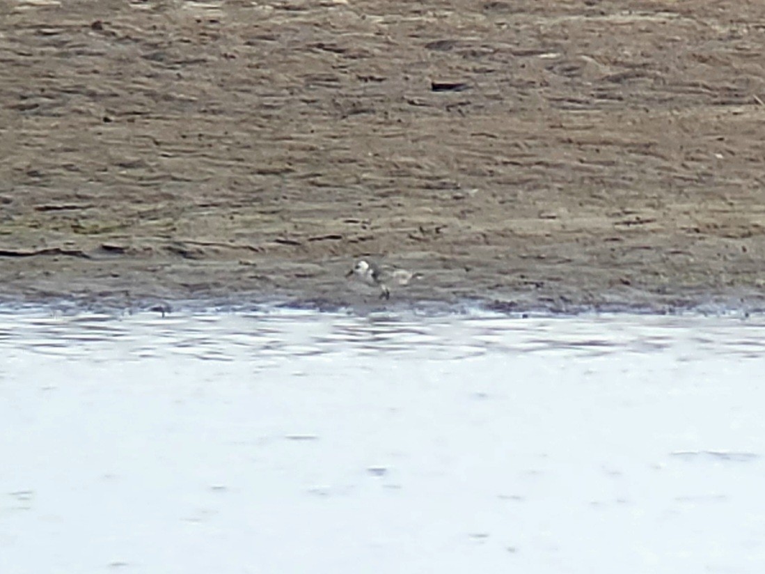 jespák písečný - ML641950507