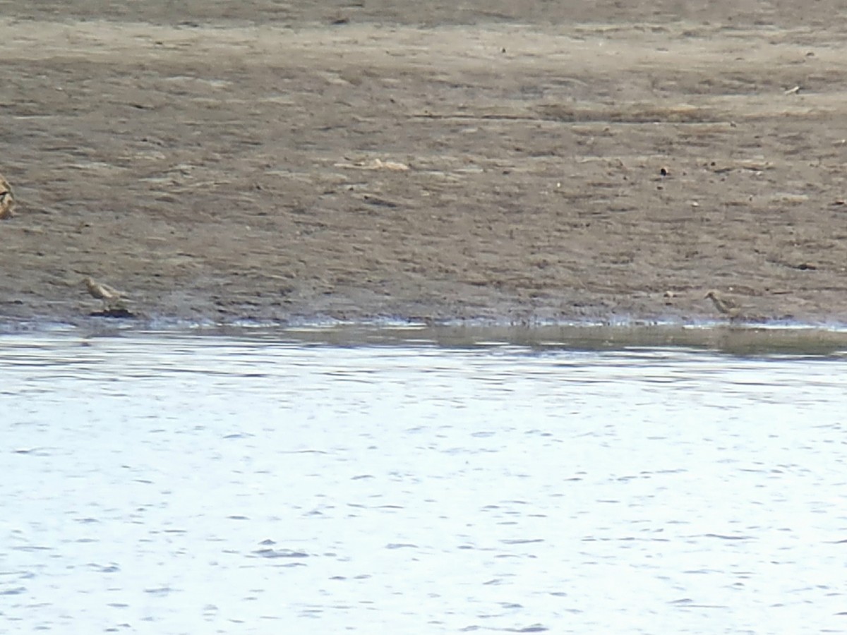 jespák plavý - ML641950510