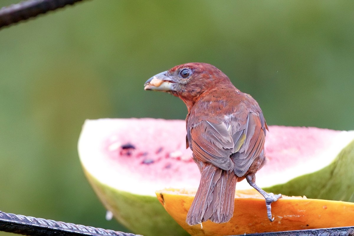 Hepatic Tanager - ML641950513