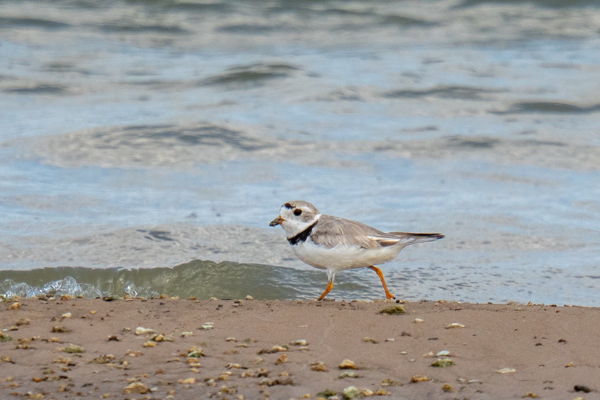 Piping Plover - ML641950515