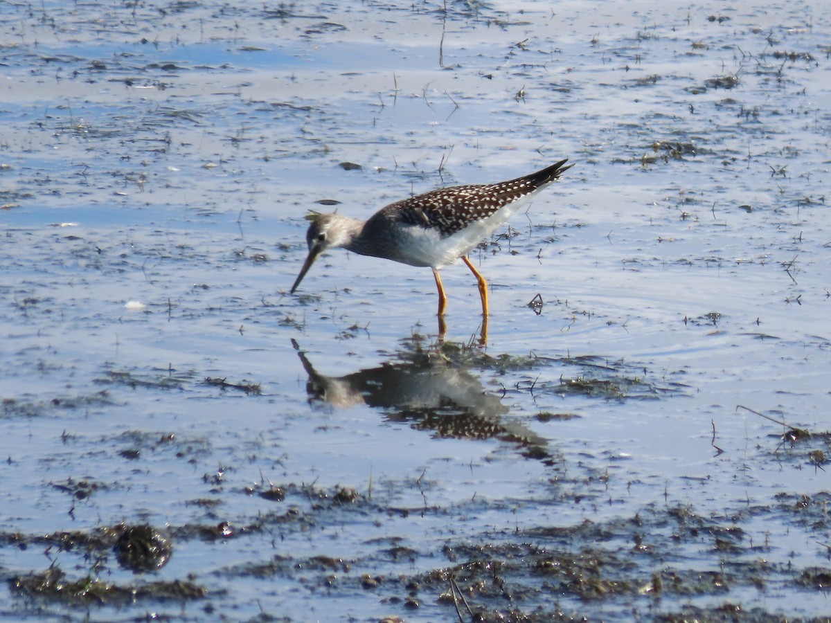 Greater Yellowlegs - ML641950523