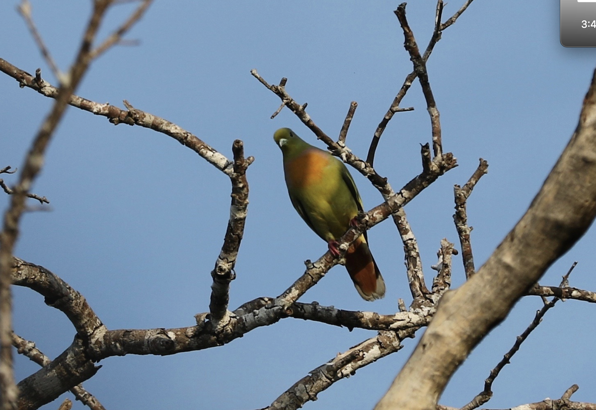 橙胸綠鳩 - ML641950529