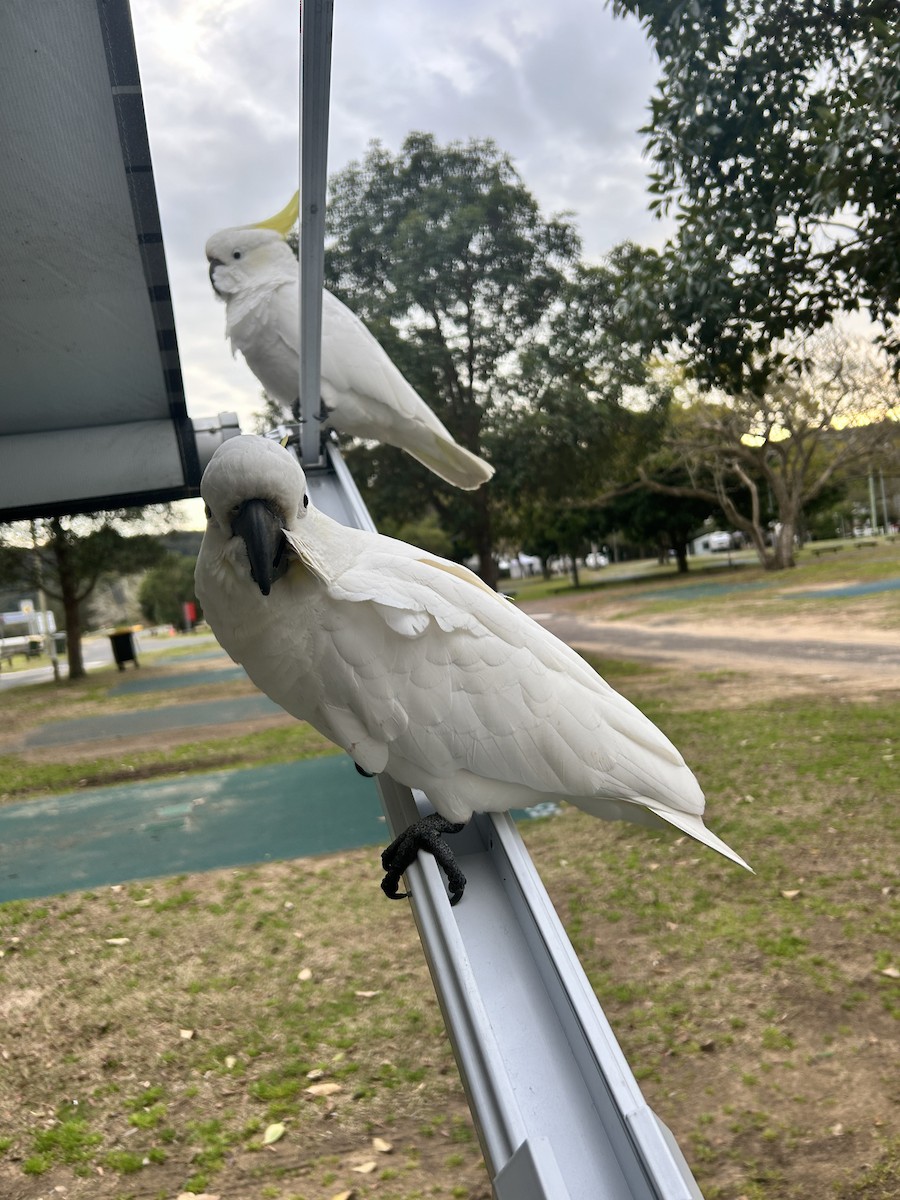 Sulphur-crested Cockatoo - ML641950562