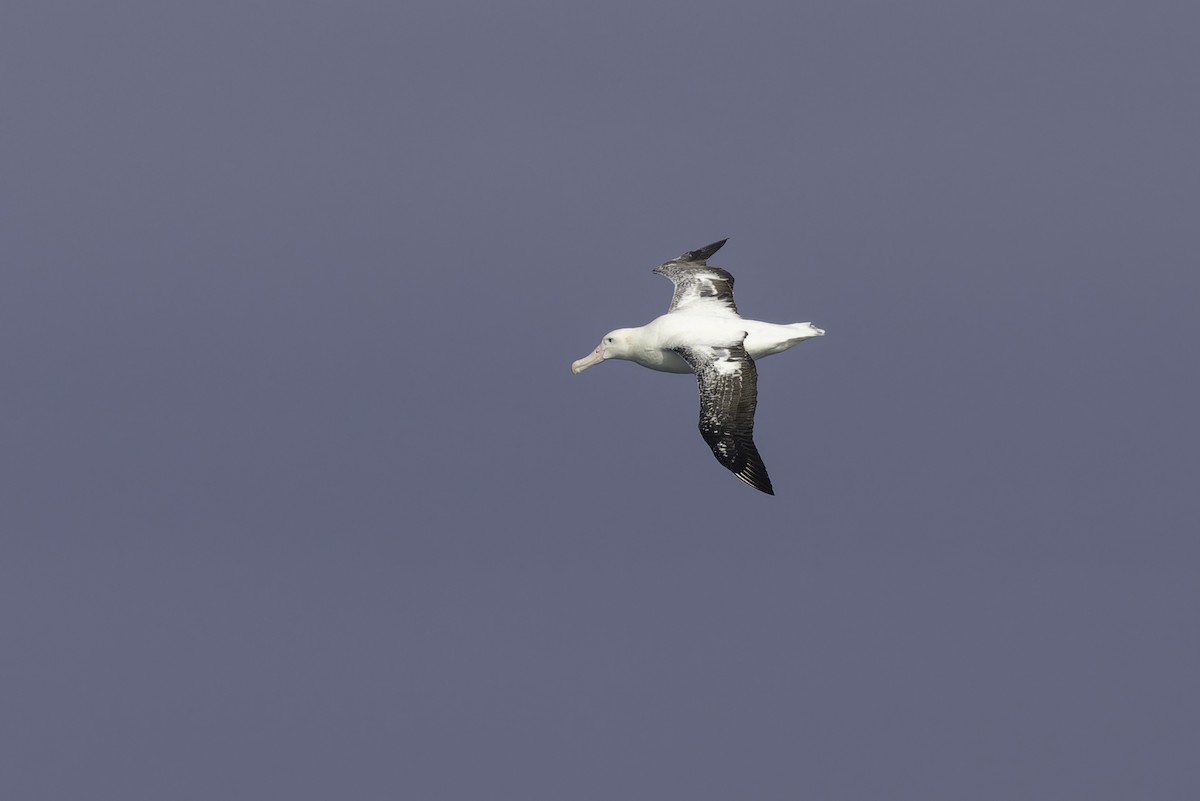 Snowy/Tristan/Antipodean Albatross - ML641950616