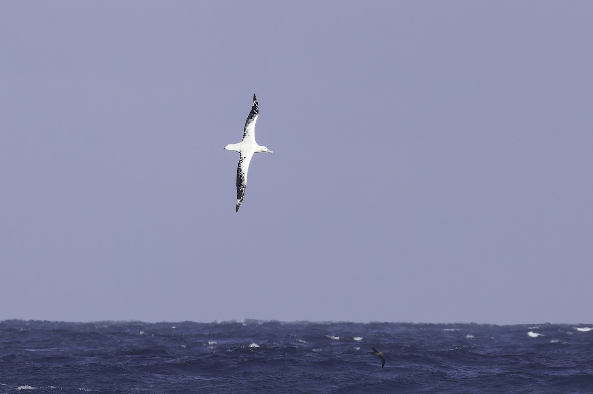 Snowy/Tristan/Antipodean Albatross - ML641950617