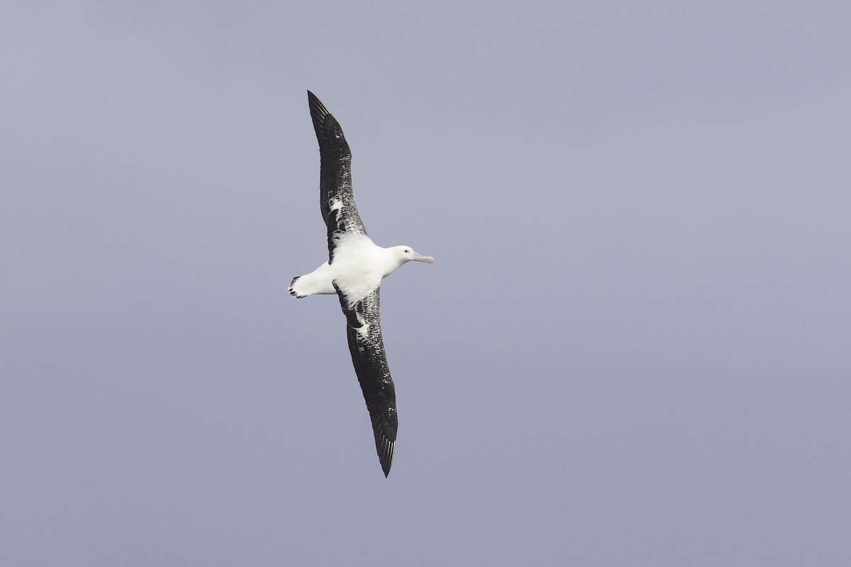 Snowy/Tristan/Antipodean Albatross - ML641950618