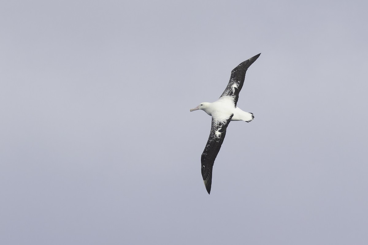Snowy/Tristan/Antipodean Albatross - ML641950619