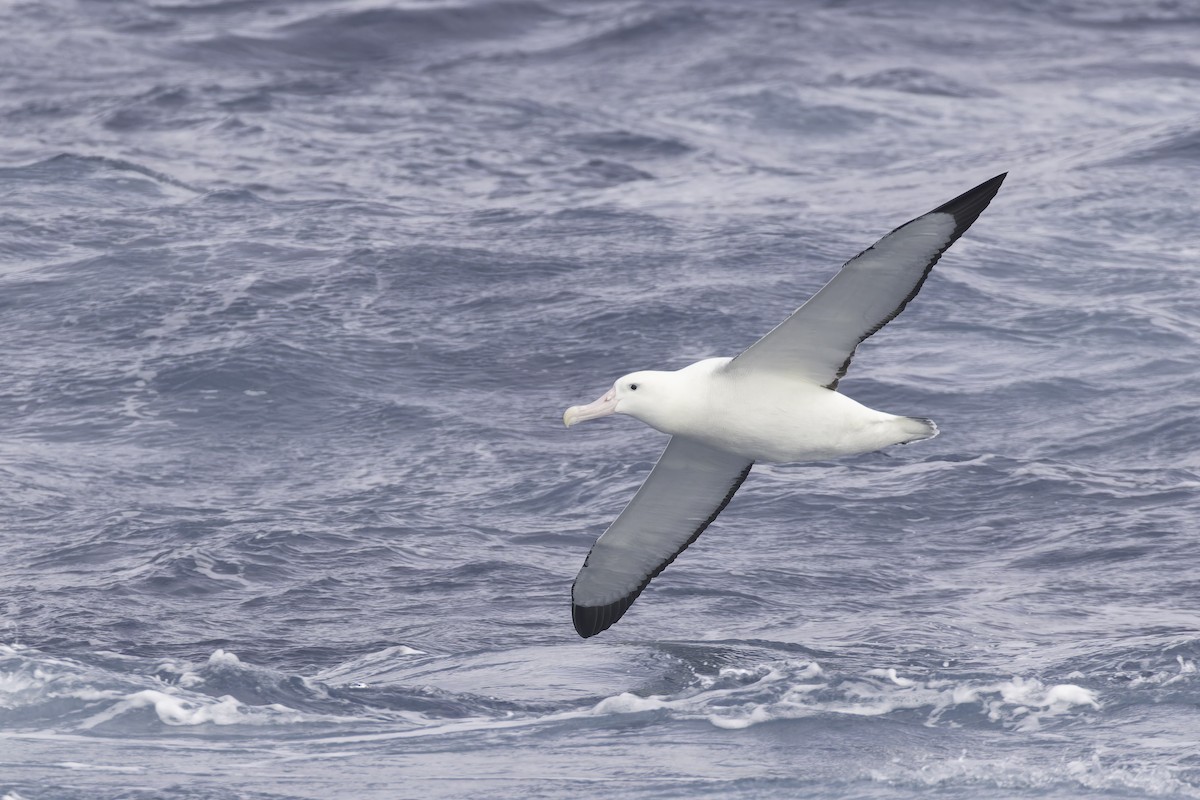 Snowy/Tristan/Antipodean Albatross - ML641950620