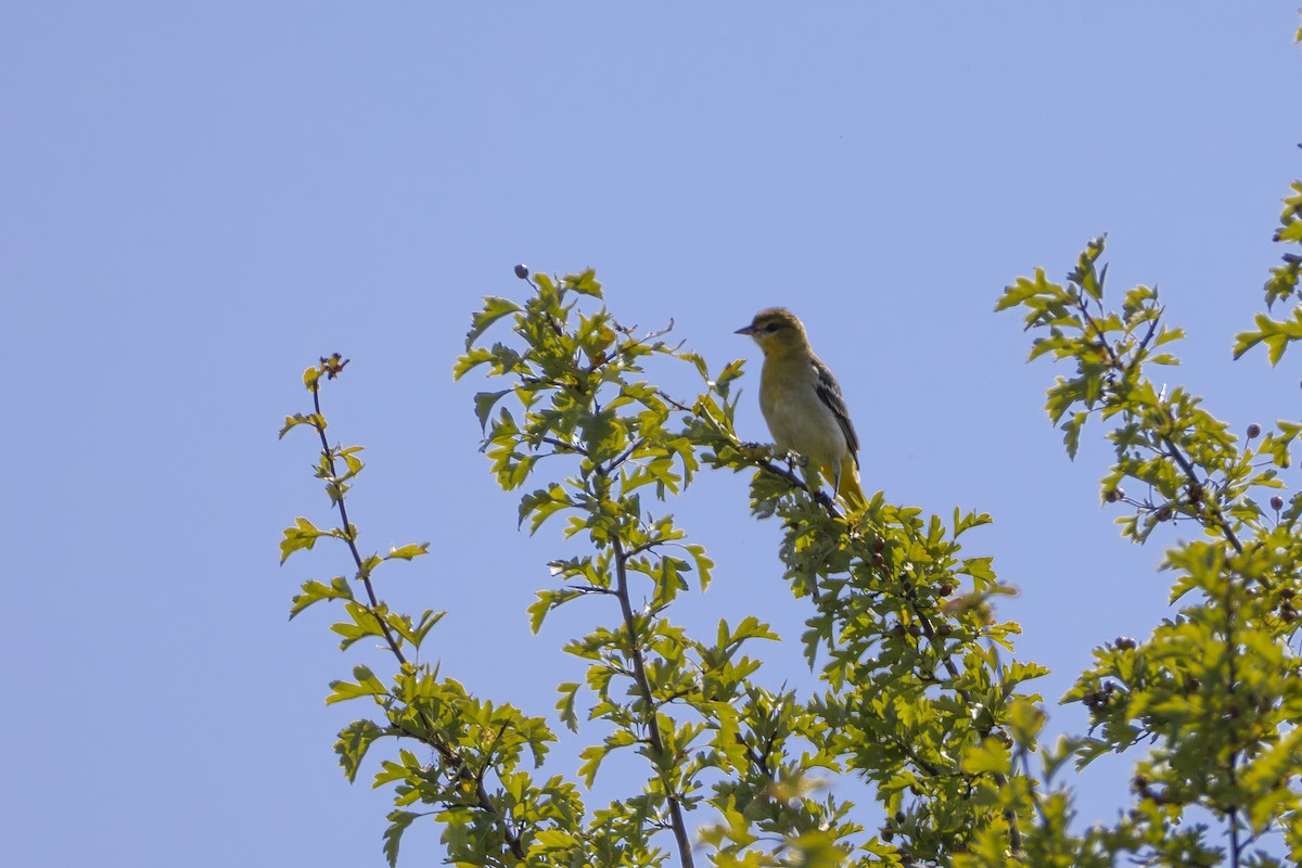 Bullock's Oriole - ML641950622