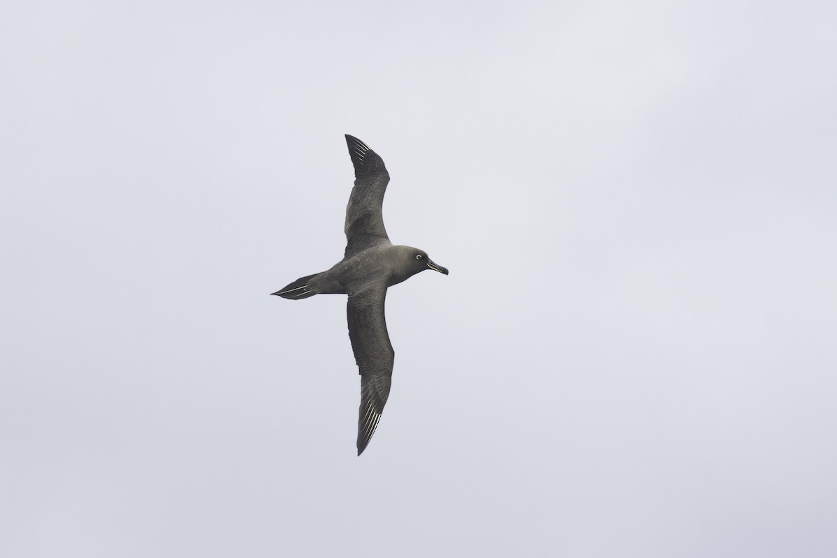 Sooty Albatross - ML641950624