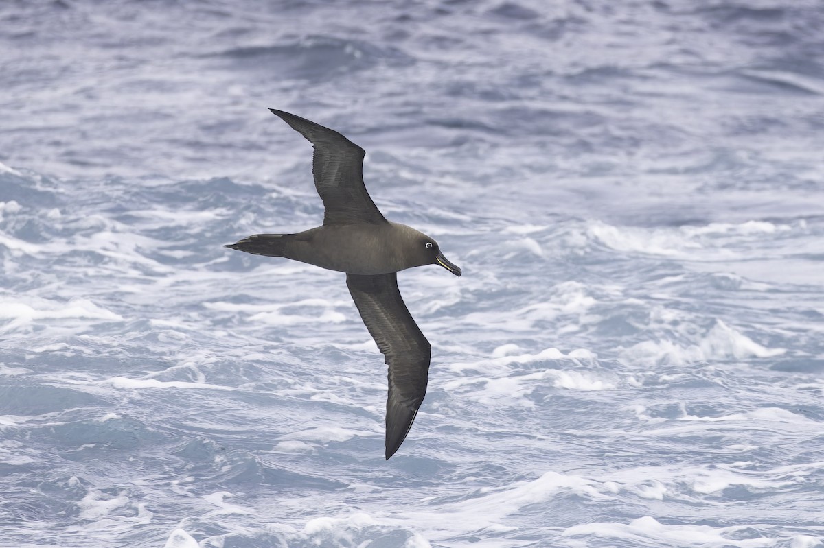 Sooty Albatross - ML641950625