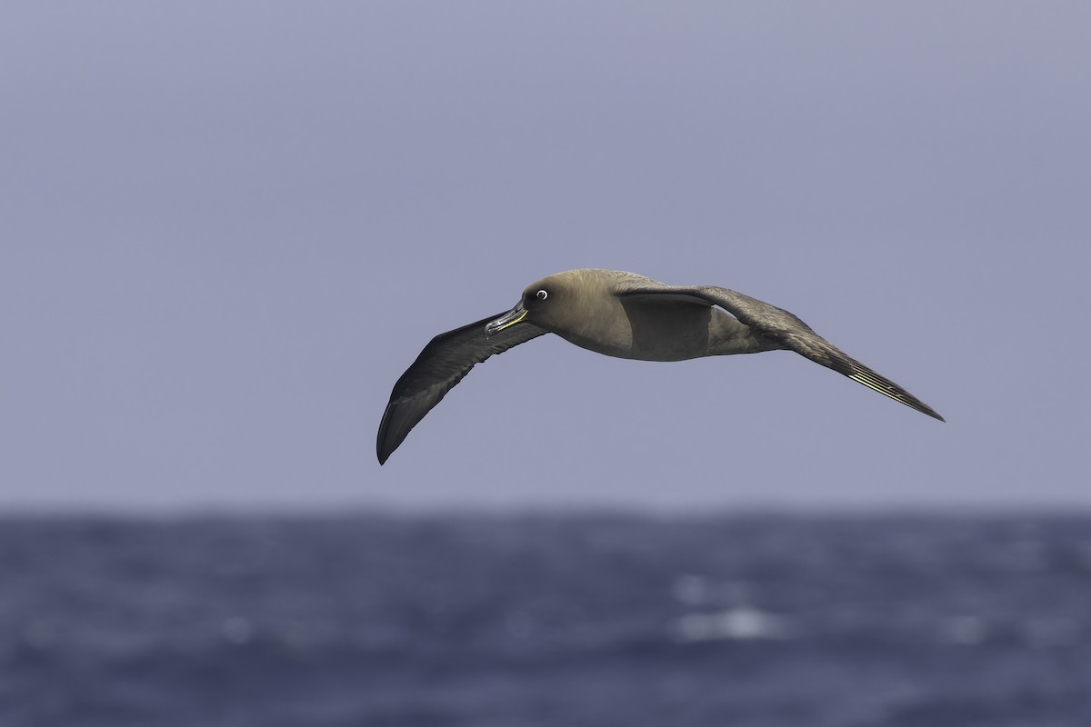 Sooty Albatross - ML641950626