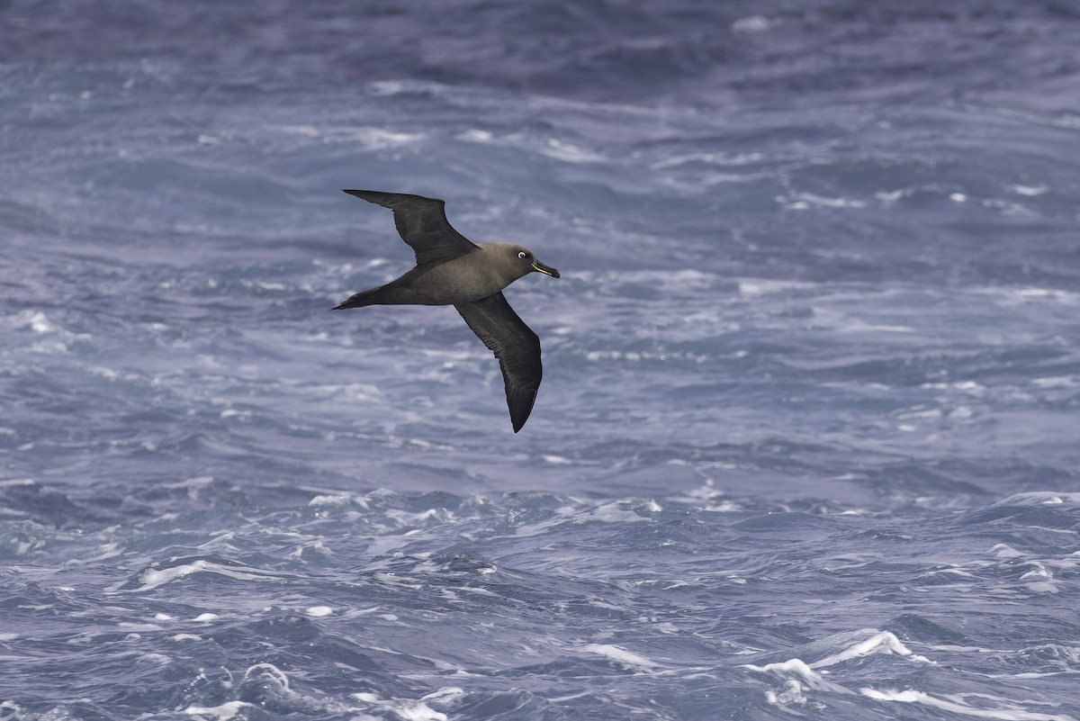 Sooty Albatross - ML641950627
