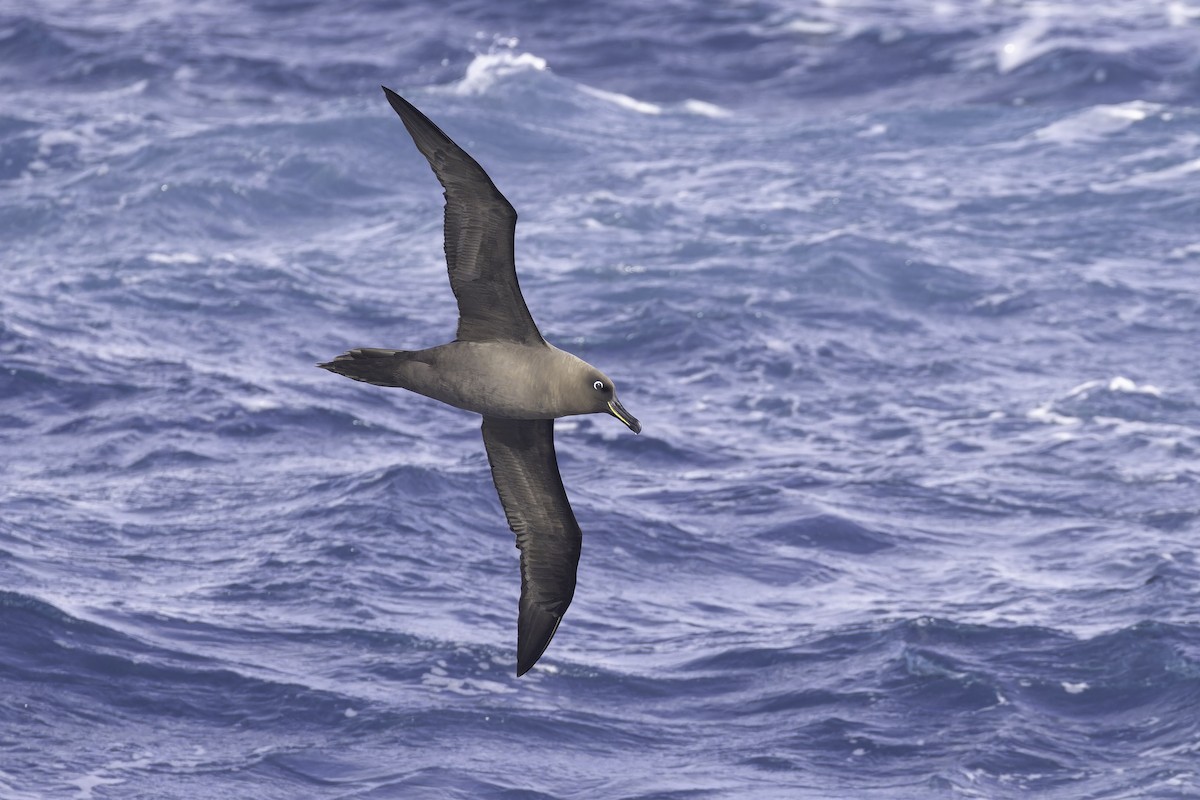 Sooty Albatross - ML641950628