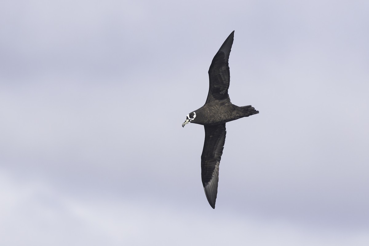 Spectacled Petrel - ML641950650